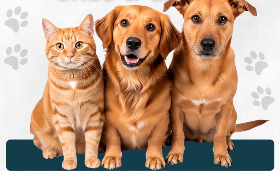 Campanha de intensificação de vacinação antirrábica para cães e gatos