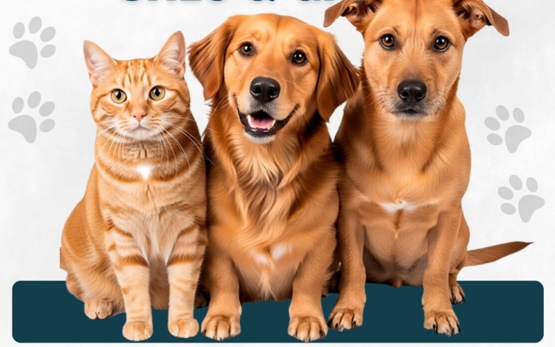 Campanha de vacinação antirrábica para cães e gatos
